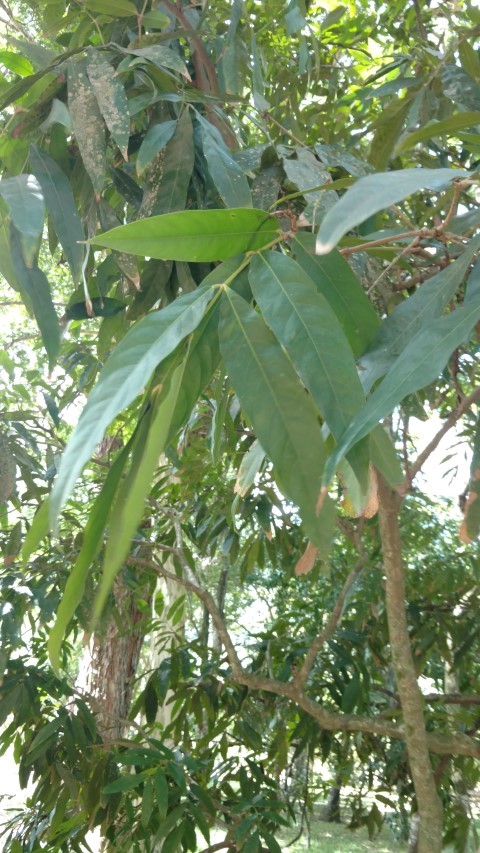 Saraca indica plantplacesimage20160105_133417.jpg