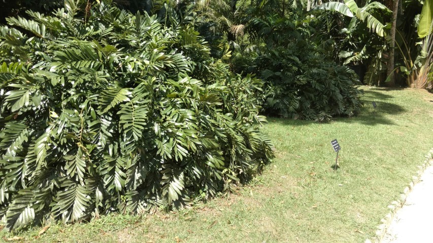 Zamia pumila plantplacesimage20160105_135202.jpg