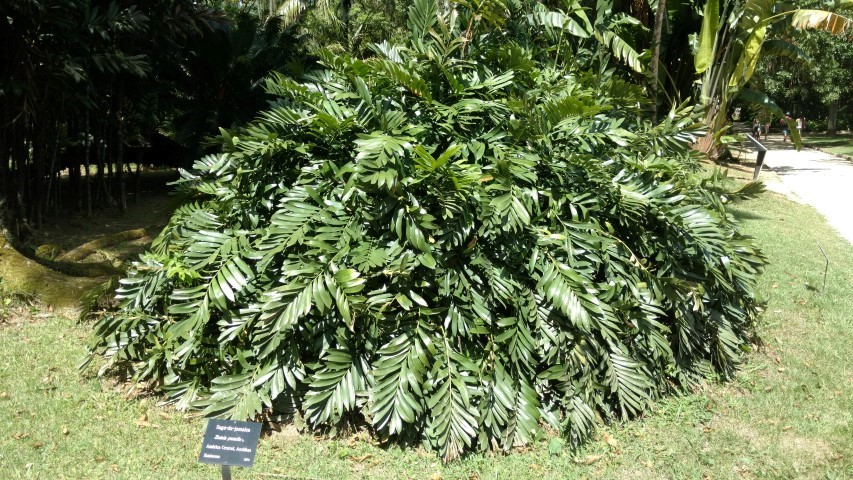 Zamia pumila plantplacesimage20160105_135214.jpg