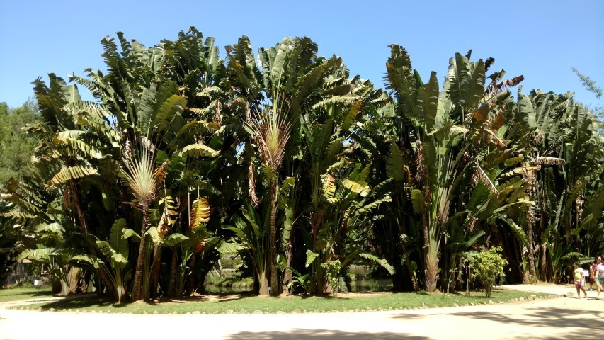 Ravenala madagascariensis plantplacesimage20160105_140154.jpg