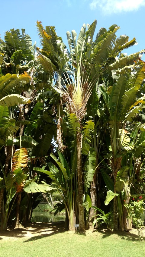 Ravenala madagascariensis plantplacesimage20160105_140220.jpg