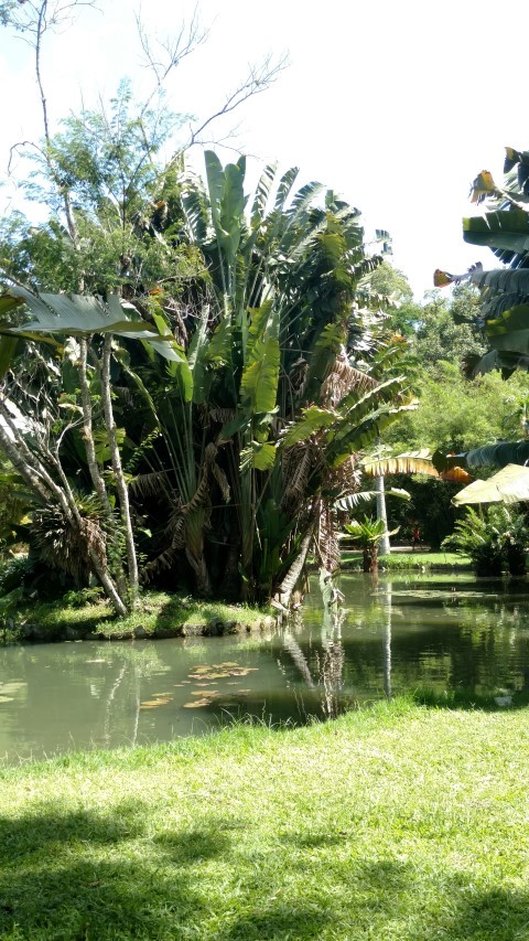 Ravenala madagascariensis plantplacesimage20160105_140540.jpg
