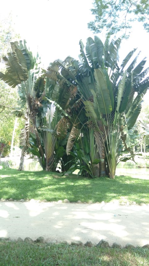 Ravenala madagascariensis plantplacesimage20160105_140552.jpg