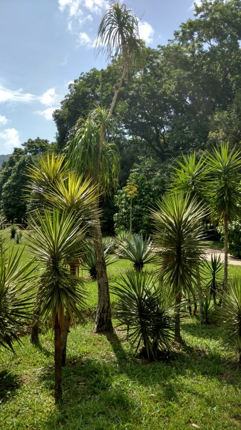 Nolina recurvata plantplacesimage20160105_141810.jpg