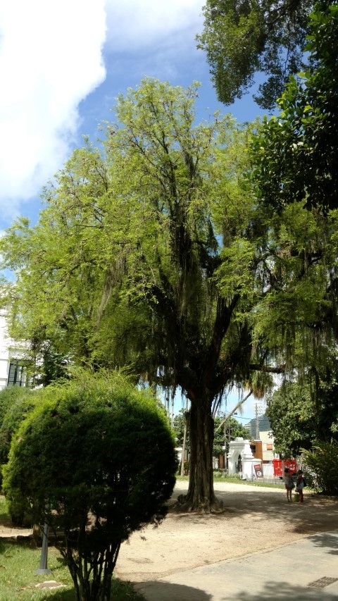 Tamarindus indica plantplacesimage20160105_142910.jpg