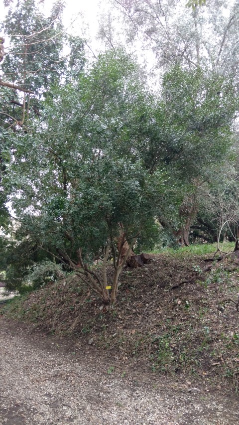 Picture of Phillyrea angustifolia  