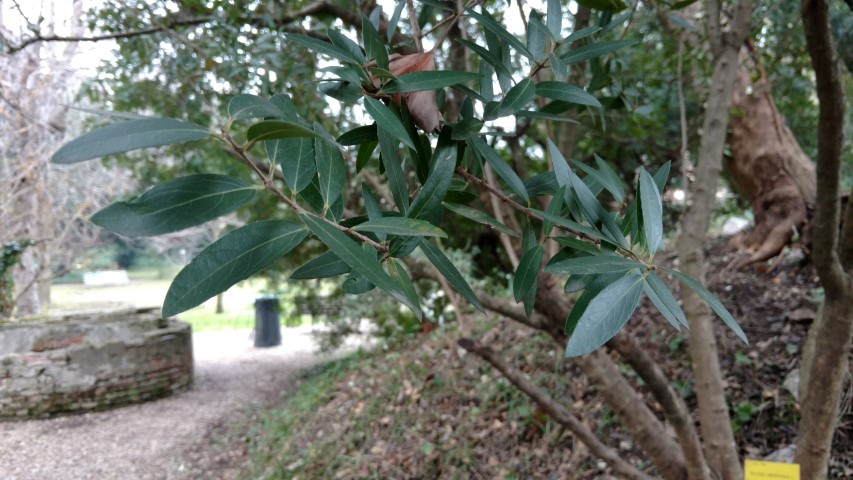 Picture of Phillyrea angustifolia  