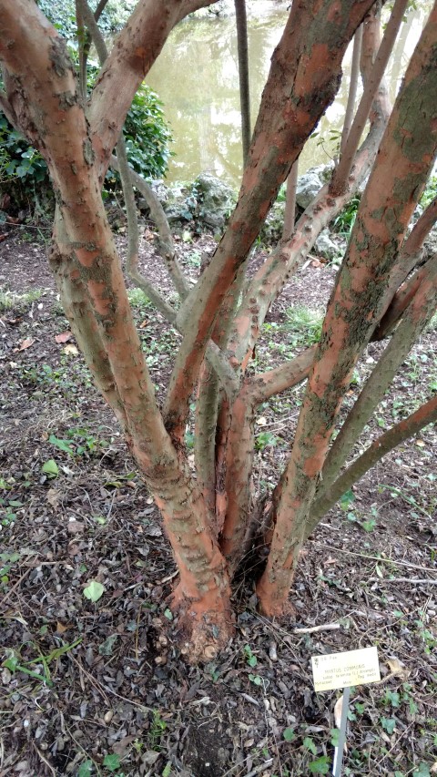 Myrtus communis plantplacesimage20160123_130806.jpg