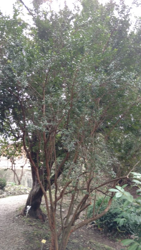 Myrtus communis plantplacesimage20160123_130820.jpg