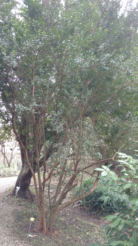 Myrtus communis plantplacesimage20160123_130831.jpg
