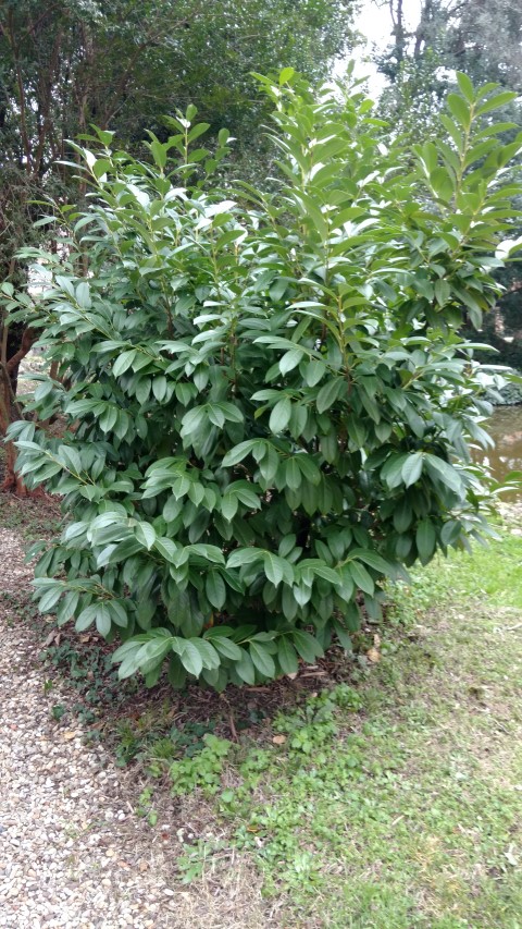 Prunus laurocerasus plantplacesimage20160123_130847.jpg