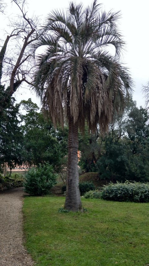 Cocos capitata plantplacesimage20160123_130927.jpg