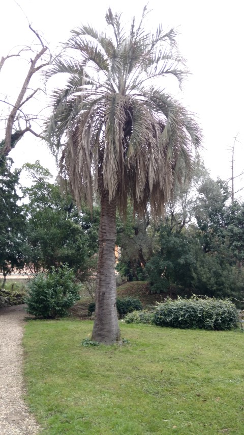 Cocos capitata plantplacesimage20160123_130939.jpg