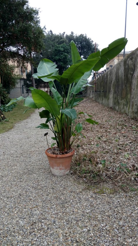 Strelitzia reginae plantplacesimage20160123_131400.jpg