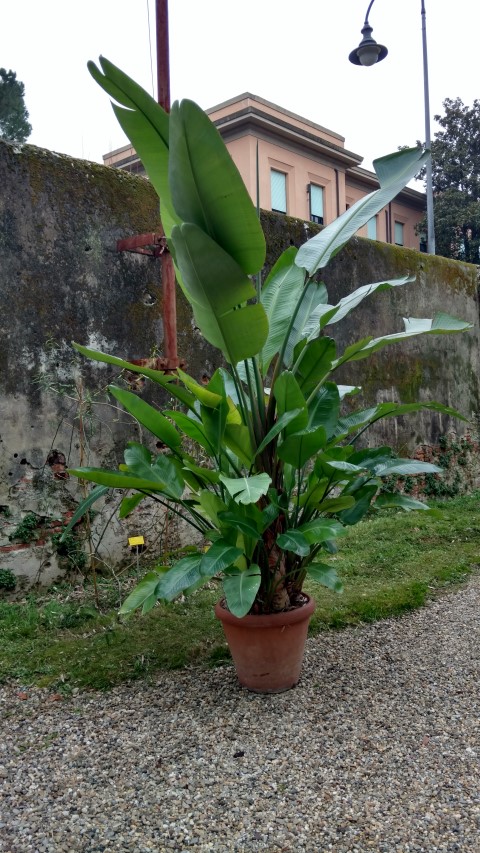 Strelitzia nicolai plantplacesimage20160123_131422.jpg
