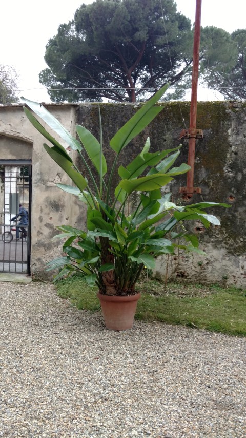 Strelitzia nicolai plantplacesimage20160123_131434.jpg