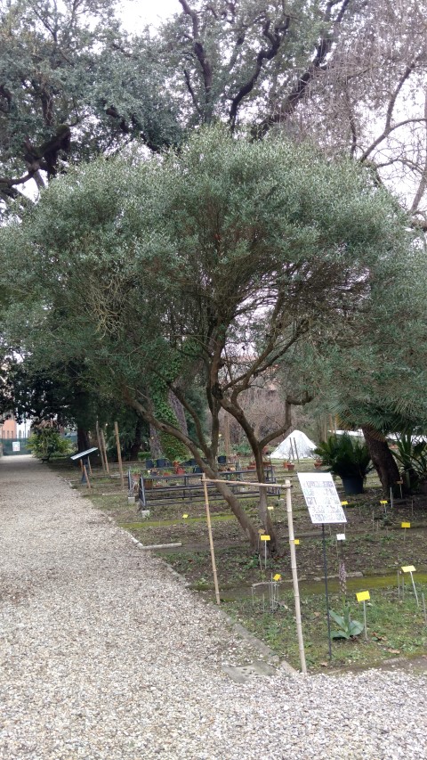 Phillyrea angustifolia plantplacesimage20160123_132121.jpg