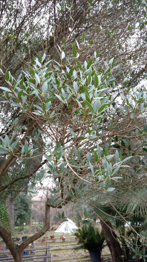 Phillyrea angustifolia plantplacesimage20160123_132138.jpg