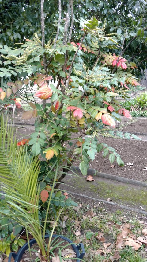 Mahonia aquifolium plantplacesimage20160123_133114.jpg