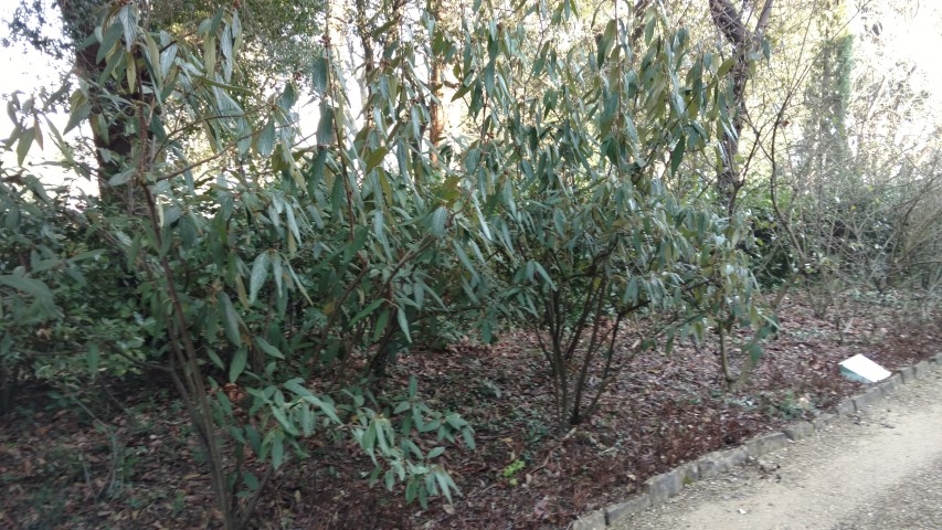 Viburnum x burkwoodii plantplacesimage20160124_111457.jpg