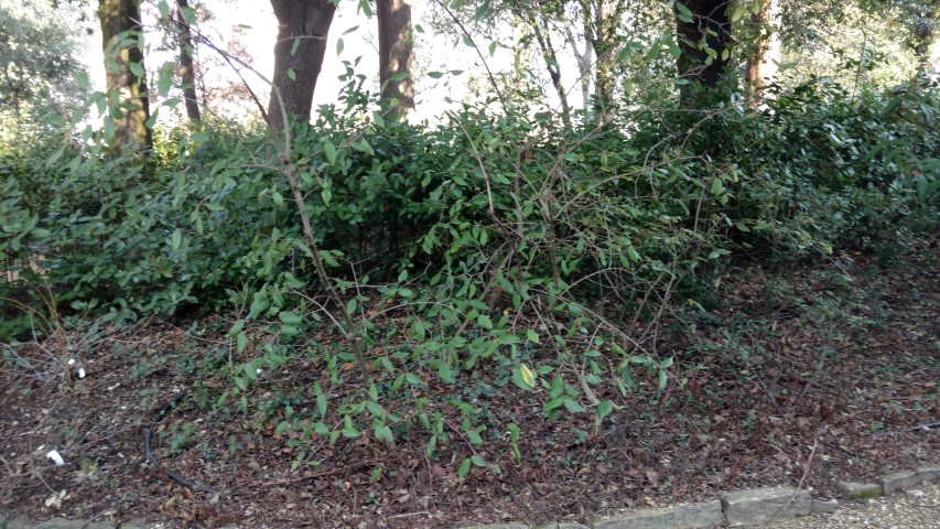 Viburnum plicatum plantplacesimage20160124_111610.jpg