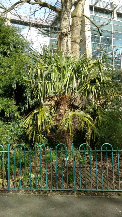 Trachycarpus fortunei plantplacesimage20160305_125416.jpg