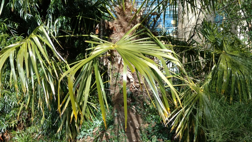 Trachycarpus fortunei plantplacesimage20160305_125433.jpg