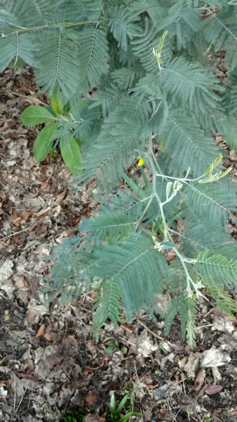 Acacia baileyana plantplacesimage20160305_125607.jpg