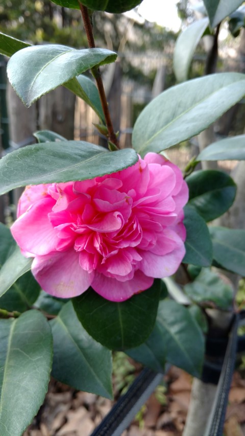 Camellia japonica plantplacesimage20160312_131646.jpg
