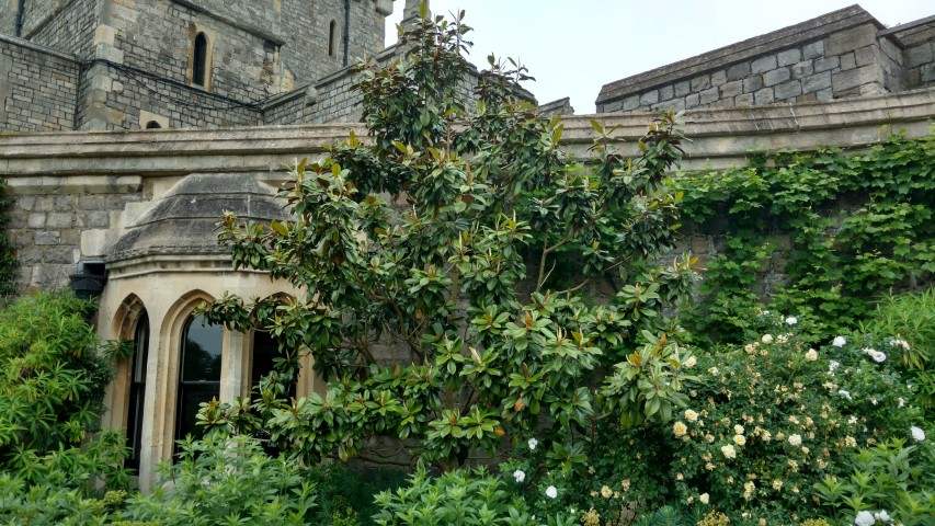 Magnolia grandiflora plantplacesimage20160604_102720.jpg