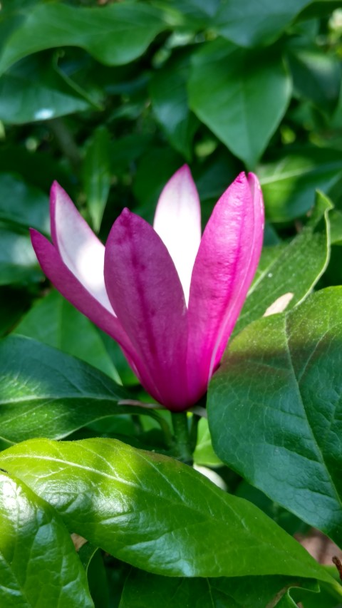 Magnolia stellata plantplacesimage20160605_145625.jpg