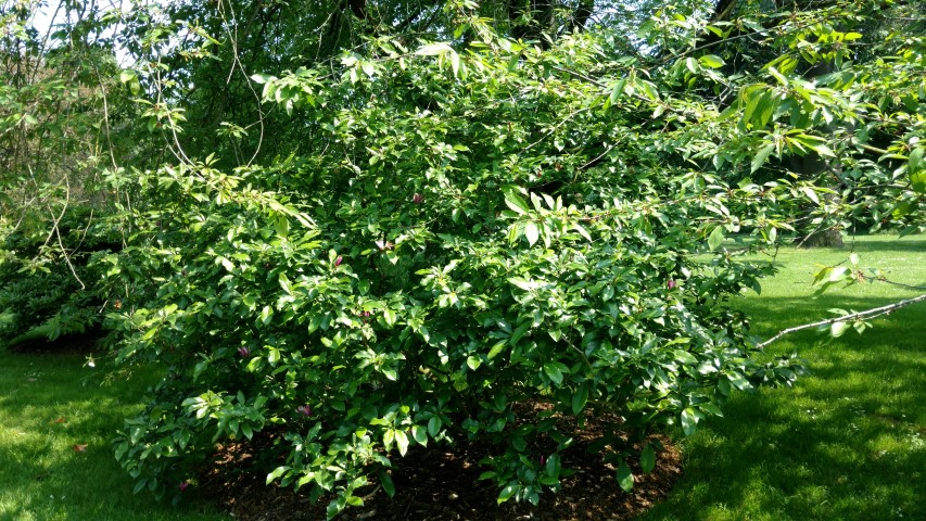 Magnolia stellata plantplacesimage20160605_145659.jpg