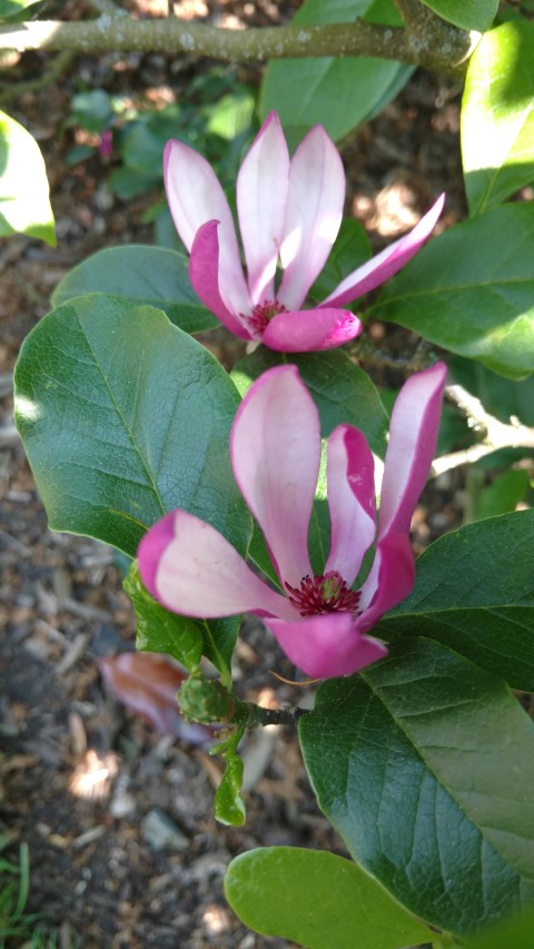 Magnolia stellata plantplacesimage20160605_145719.jpg