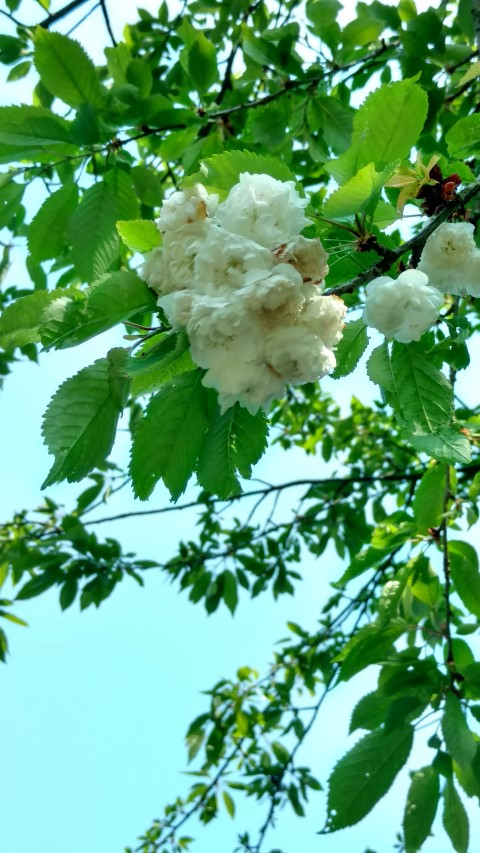 Prunus avium plantplacesimage20160605_150049.jpg