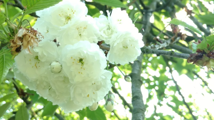 Prunus avium plantplacesimage20160605_150110.jpg