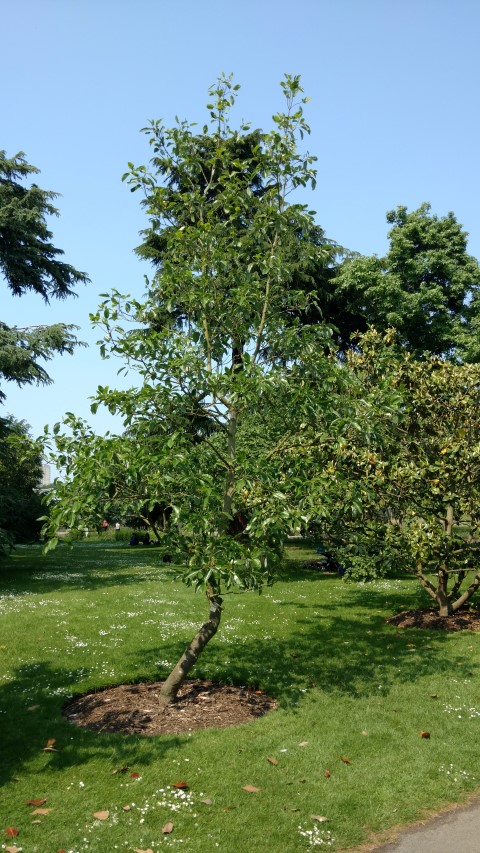 Magnolia virginiana plantplacesimage20160605_150213.jpg