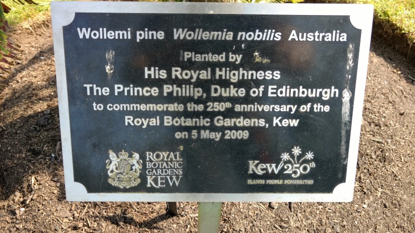 wollemia nobilis plantplacesimage20160605_153116.jpg