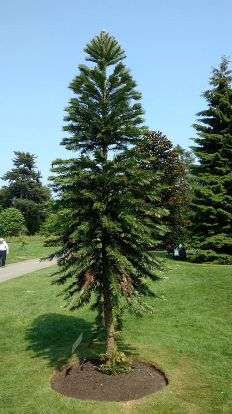 wollemia nobilis plantplacesimage20160605_153130.jpg