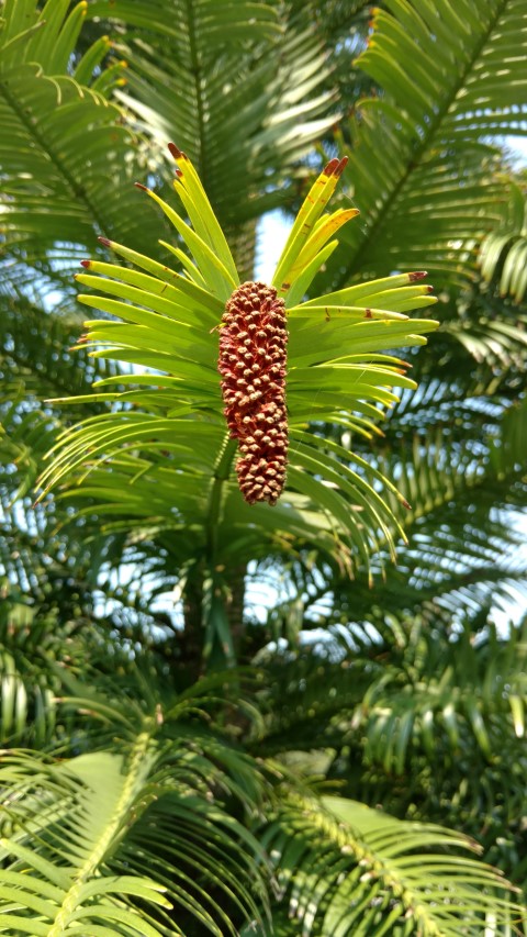 wollemia nobilis plantplacesimage20160605_153146.jpg