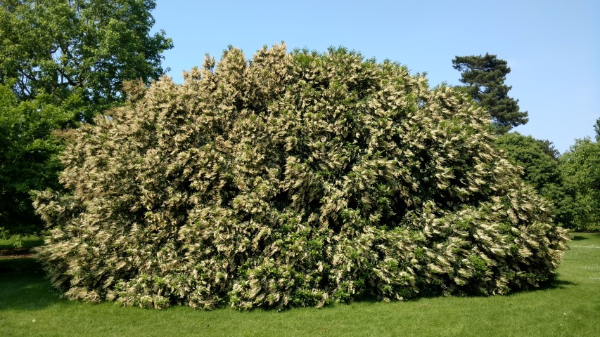 Prunus lusitanica plantplacesimage20160605_154655.jpg
