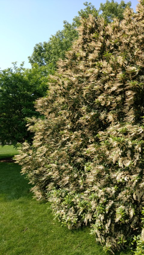 Prunus lusitanica plantplacesimage20160605_154716.jpg