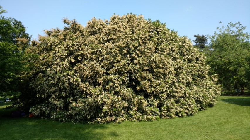Prunus lusitanica plantplacesimage20160605_154732.jpg