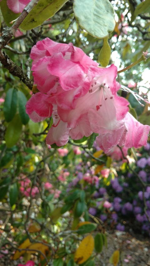 Rhododendron spp plantplacesimage20160605_163618.jpg