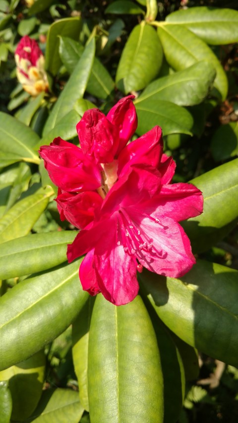 Rhododendron spp plantplacesimage20160605_164334.jpg