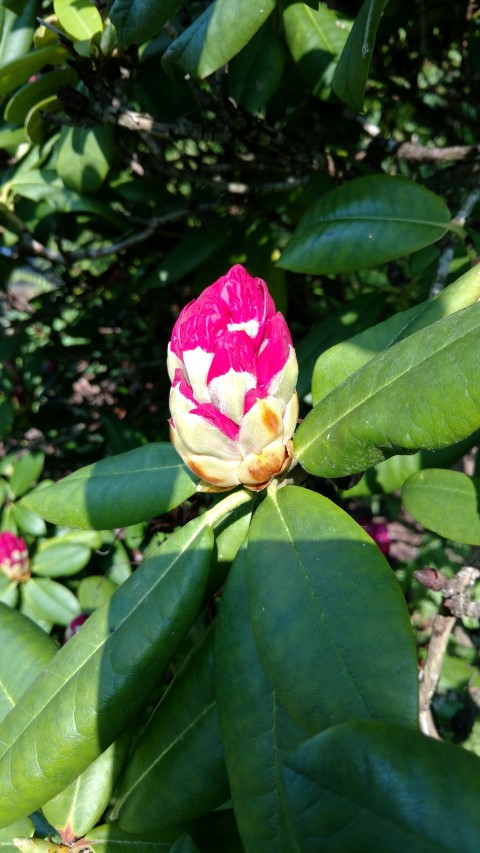 Rhododendron spp plantplacesimage20160605_164347.jpg