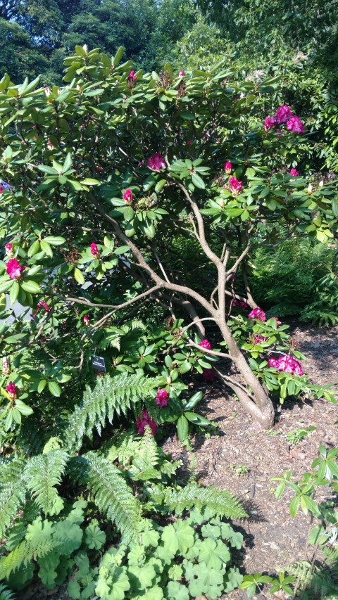 Rhododendron spp plantplacesimage20160605_164358.jpg