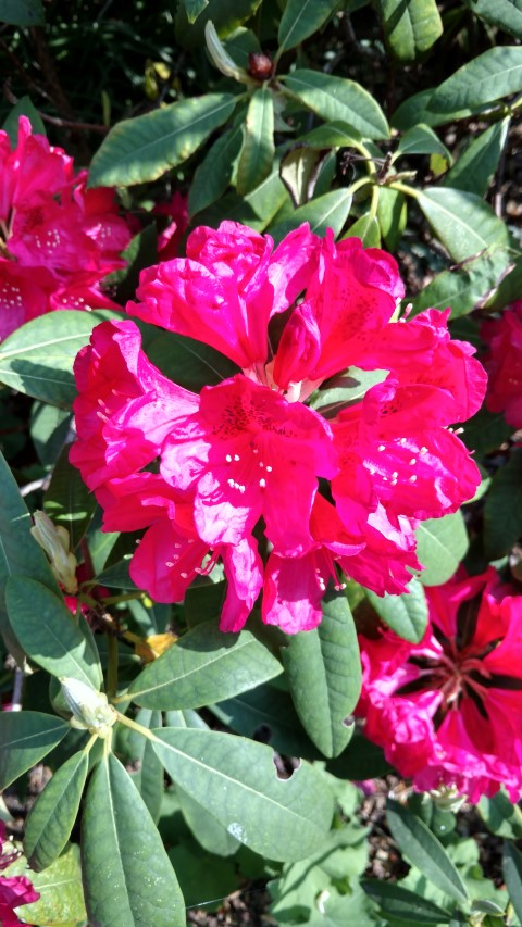 Rhododendron spp plantplacesimage20160605_164523.jpg