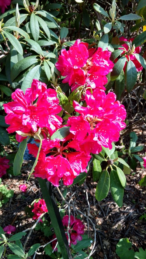 Rhododendron spp plantplacesimage20160605_164538.jpg