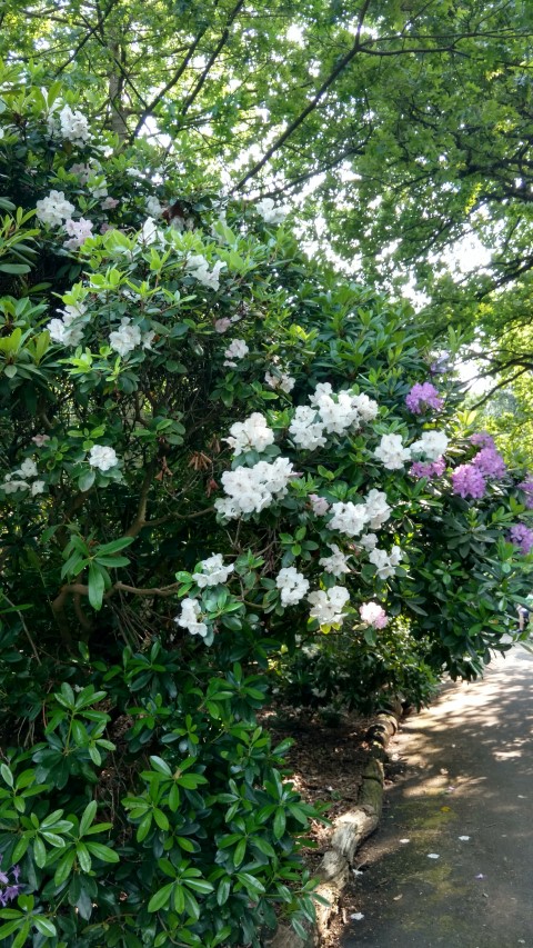 Rhododendron spp plantplacesimage20160605_164745.jpg