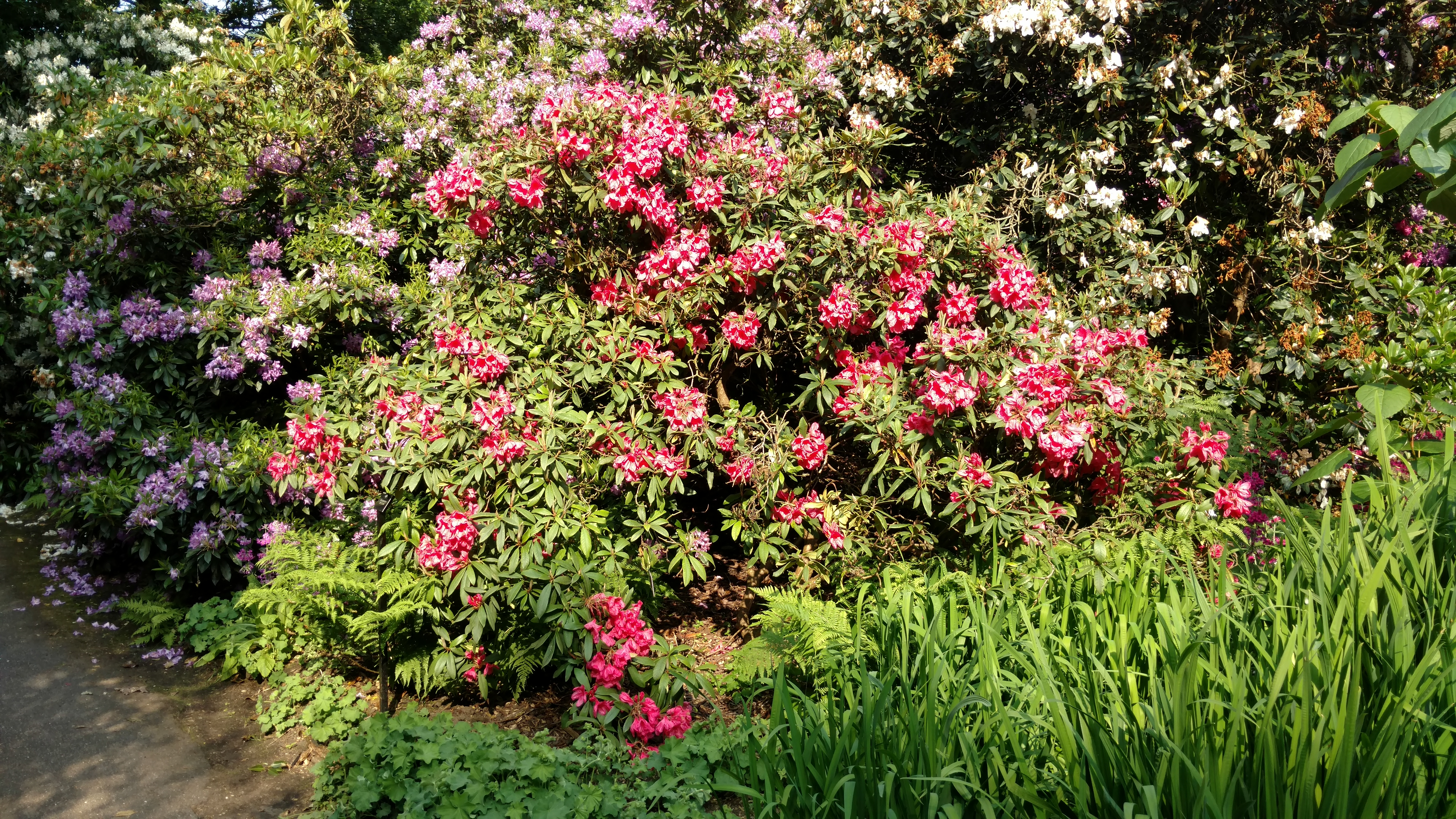 Rhododendron spp plantplacesimage20160605_165040.jpg